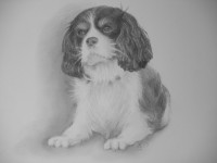 /album/fotogaleria/pes-pre-rakusanov-13-12-2015-jpg/